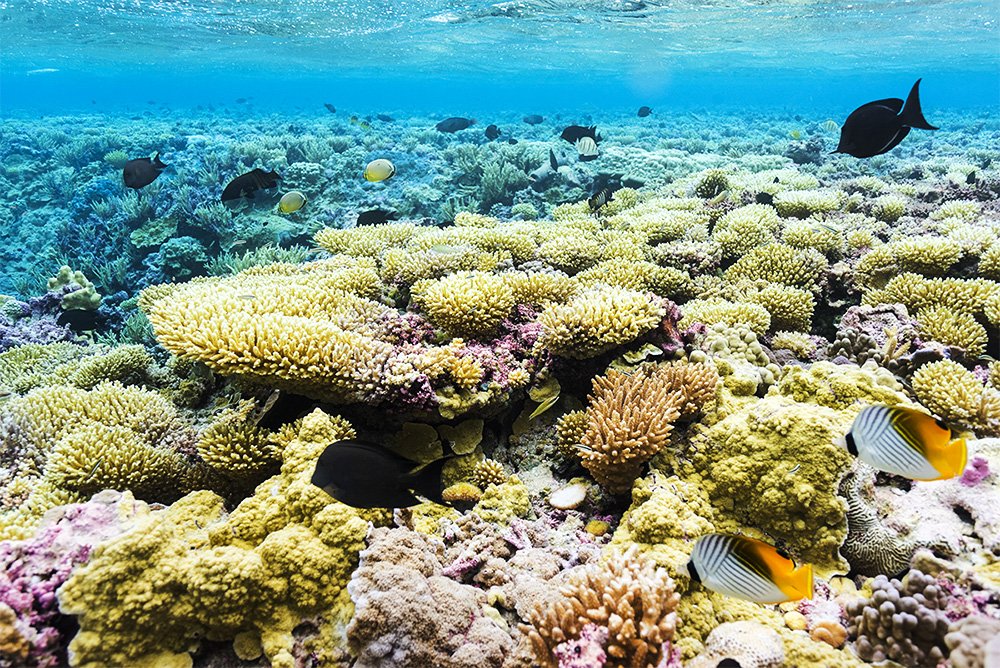 IslandConserv's tweet photo. An atoll teeming with signals hope for #conservation of the world's oceans. #PalmyraAtoll #HopeSpot #LineIslands @SylviaEarle @USFWS @nature_org @MissionBlue https://t.co/EkCB7dNLRH https://t.co/PR4JIitZqe
