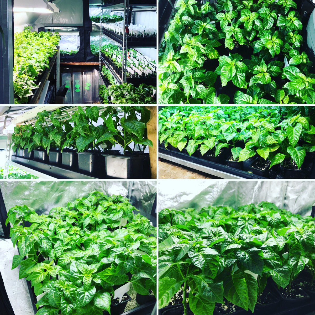 DevonChilliMan's tweet photo. #chillilife it never stops 🌶🥊 
#devonscapedchillicrusader #Devonchilliman #dcm #ifitainthotitaintdcm https://t.co/xr2AbXr4Ji
