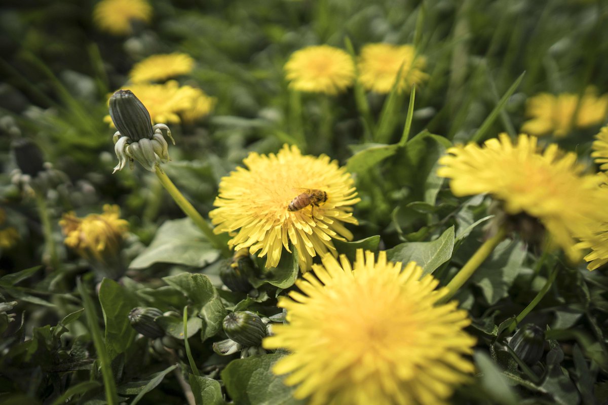 We here at Moon Valley Organics love our handsome dandelions because they are one of the first foods for bees. At our farm, we don't mow these blossoms until their bloom is complete. #dandelions #organicdandelions #edibleflowers #savethebees #beeflowers #moonvalleyorganics