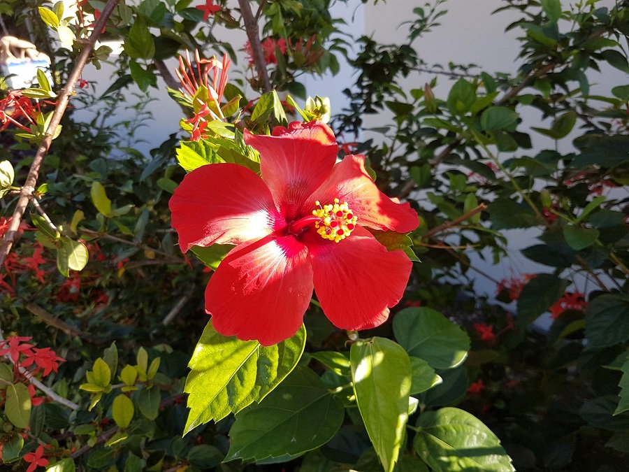 MeliaCuba's tweet photo. Hibiscus Red &amp; Bougainvillea Pink are our spring colors for 2018. What´s yours?
#CubaMoreThanEver https://t.co/lGZpA30jX0