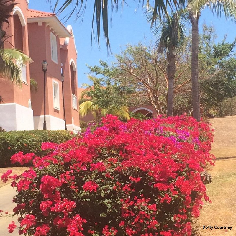 MeliaCuba's tweet photo. Hibiscus Red &amp; Bougainvillea Pink are our spring colors for 2018. What´s yours?
#CubaMoreThanEver https://t.co/lGZpA30jX0