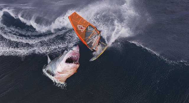thefishingstone's tweet photo. Photoshop or real??? What do you think??
 #shark #surfer #wave #surf #surfing #fantasysports #sportfishing #watersports #hai #sharks #offfishing #fishingstone #fishing more @ https://t.co/N2M7s2vziQ https://t.co/hmC9n87E7u