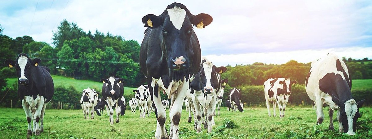 DATAxEvents's tweet photo. How #BigData Helps Dairy Cows And Their Farmers #Analytics #BAChicago https://t.co/41hKMFqTp0 https://t.co/UK0hdM0yBL