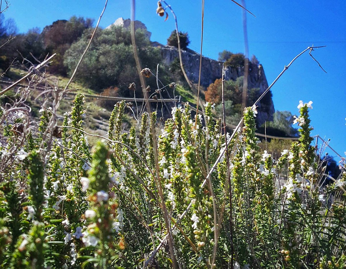 parchivalcornia's tweet photo. Le piante dei Parchi: ai piedi del villaggio medievale di #SanSilvestro fiorisce anche la MAGGIORANA. #natureMW #MuseumWeek #ParchiValDiCornia
@MuseoCalatia @Museo_MADRE @VEiLProject @museiincomune @PiaggioMuseum @TermeNeronePisa @MuseoLeonardoFi @MannApp_TV @ToscanaBT https://t.co/GsdGG5jH5P