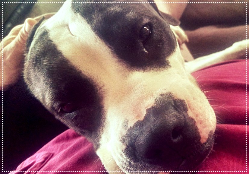 HumaneHBG's tweet photo. A wounded stray turned into spoiled lap dog.  "Holiday is doing great and thinks she's a little lap dog. I think I'm spoiling her a little bit too, but she's worth it! We are so lucky she adopted us." ~Laurence, Holiday's New Dad #HumaneHBG #adoptdontshop #tragedytotriumph https://t.co/oPMbCXTAcK