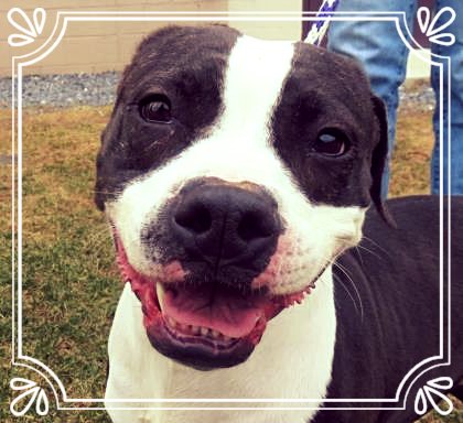 HumaneHBG's tweet photo. A wounded stray turned into spoiled lap dog.  "Holiday is doing great and thinks she's a little lap dog. I think I'm spoiling her a little bit too, but she's worth it! We are so lucky she adopted us." ~Laurence, Holiday's New Dad #HumaneHBG #adoptdontshop #tragedytotriumph https://t.co/oPMbCXTAcK