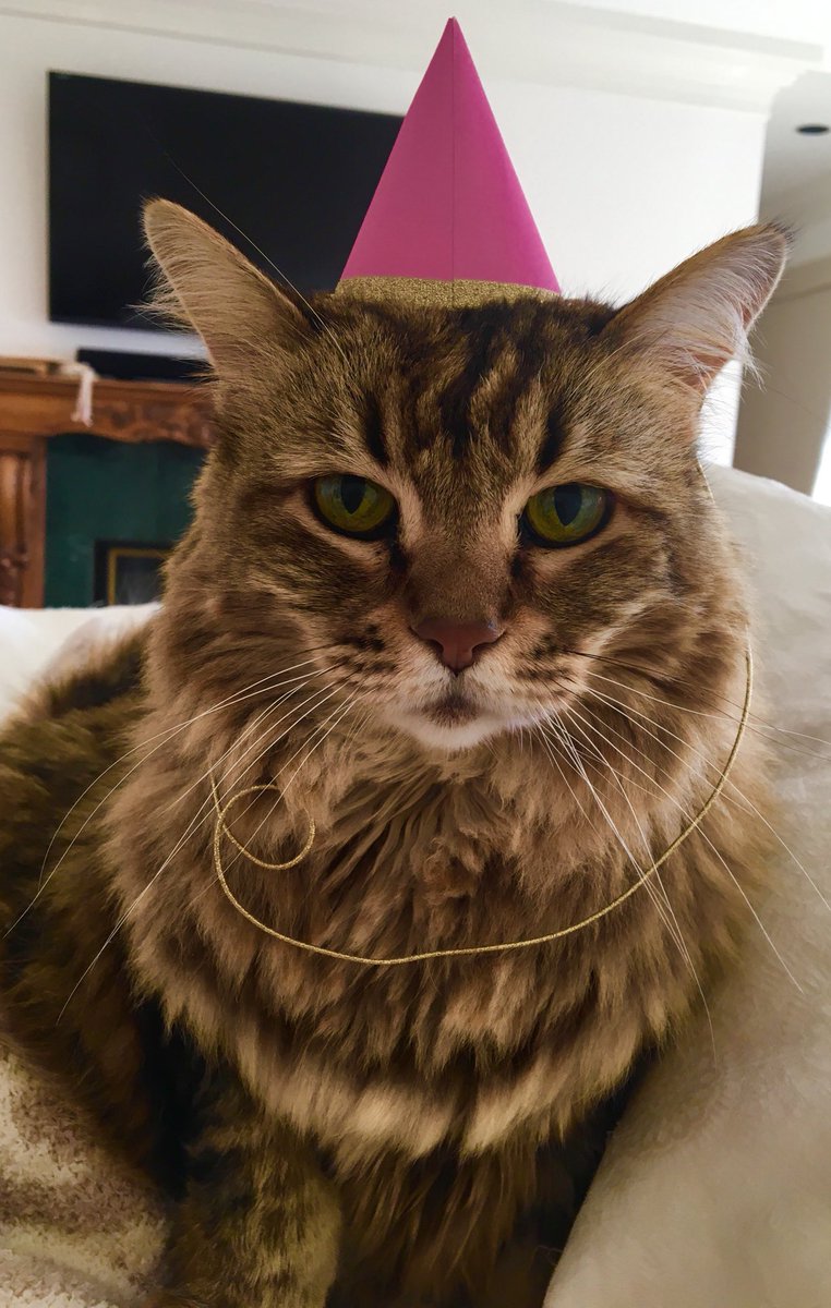 layna1111's tweet photo. #Sprinkle #Birthday #celebration #love #cat #catlovers #kittyhat #kitten #babygirl #animals #cats #pets #PetsAreBeautiful #greeneyes https://t.co/KRPkoHWrUT