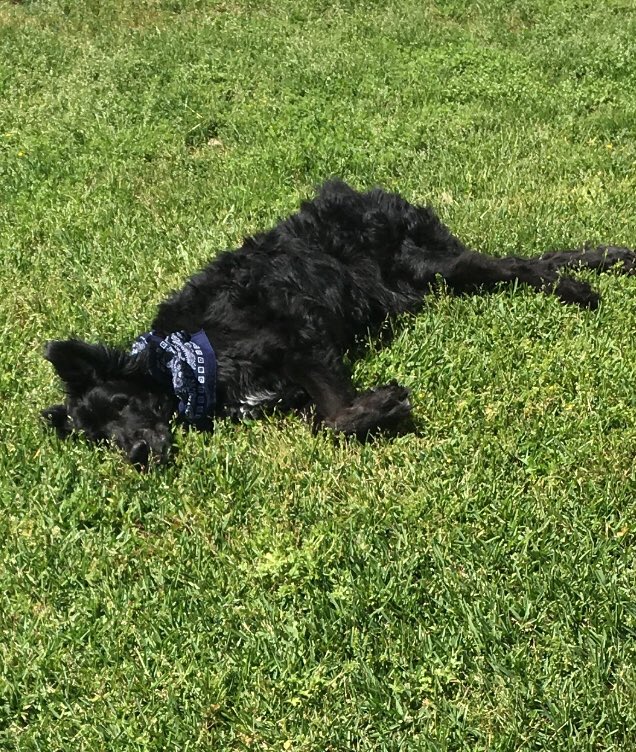 Saturday’s are for the good boys.