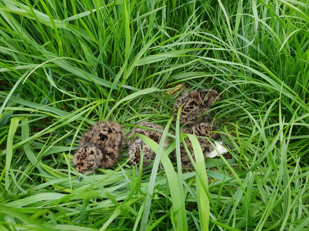 Hallo kievit. Welkom in#TypischTubbergen daar waar de boeren, jagers en vogelwerkgroep nauw samenwerken #wijdoethetsamen #boerbewust