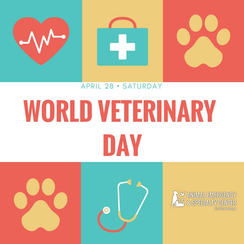 AESCchattanooga's tweet photo. Happy #WorldVeterinaryDay! Tell us why you love your veterinarian and their staff! https://t.co/cyGK6P1Enk