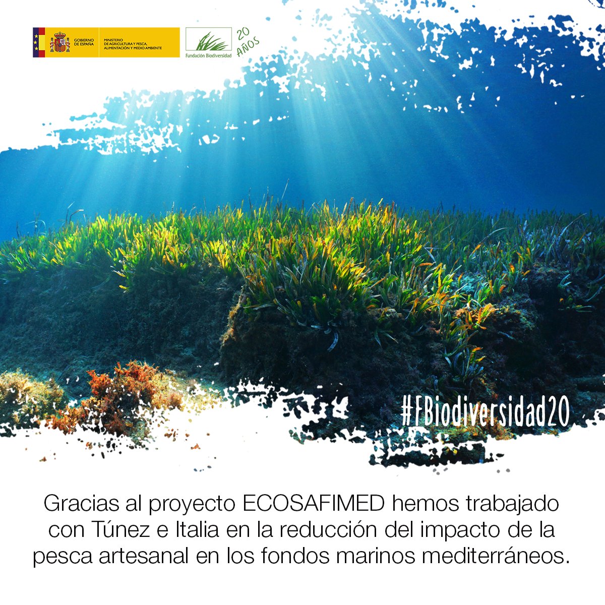 FBiodiversidad's tweet photo. El objetivo de #ECOSAFIMED ha sido asegurar el mantenimiento de las prácticas pesqueras aceptables y compatibles con el buen estado ambiental de las comunidades bentónicas en la cuenca mediterránea. @ENPICBCMed #FBiodiversidad20 🌊 https://t.co/wrteaWrVfi