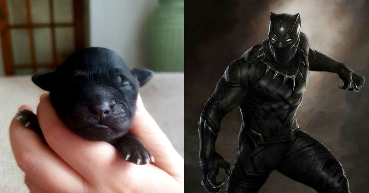 parcelpet's tweet photo. It's #NationalSuperheroDay today and #ParcelPeep Leo has just become a father (congrats from everyone at Parcelpet) - his little pup looks just like Black Panther, our new favourite Avenger! 💪 https://t.co/wtfp9rkO7r