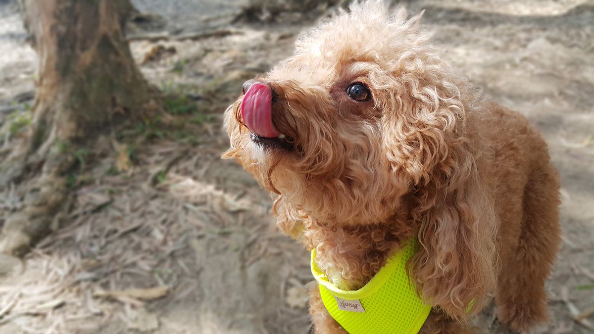 Can I eat now? doggiepet.com
