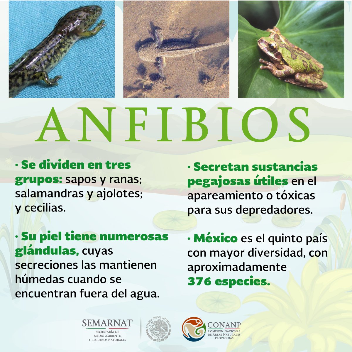 CONANP on Twitter "Los Anfibios son capaces de respirar
