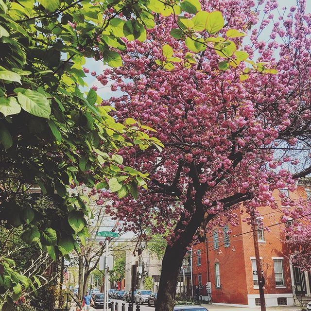 marcvetri's tweet photo. City living! #fairmountpark love this time of year! #cherryblossoms #finallyspringishere https://t.co/k3uu5aaRNl https://t.co/xLMTDmDZNy