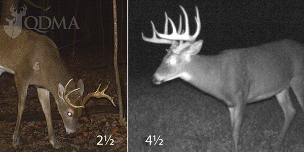 deerassociation's tweet photo. Too often misshapen or malformed antlers are cited as the reason to “cull” or “remove bad genes” from the herd. Here's why that's a mistake - https://t.co/IjKSImMHin https://t.co/aC2plP7WZl