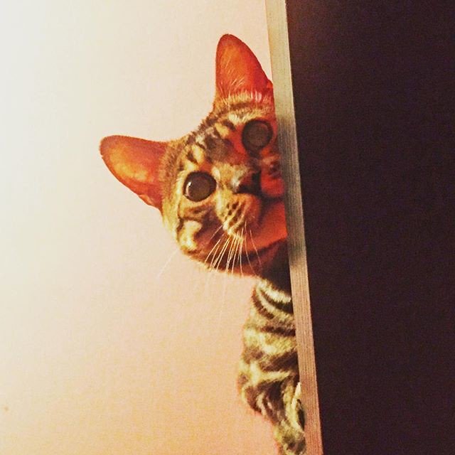 kinglouis_xvii's tweet photo. Reposting @augustusleopardo:
🎶 I always feel like, somebody's watching me🎶
🐾
#BengalGus #AugustusLeopardo #bengalcat #bengalsofinstagram #catstagram #catsofnyc #catsofinstagram #purrpurrpurr #littleleopard #bestmeow #catzelnut #petsofnewyorkcity #yourcatphoto https://t.co/ELPesMml7j