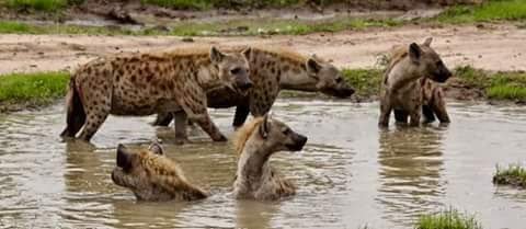 KisalalaEmmanu1's tweet photo. @kashangaki7 @ManenoIzaak Bata ni bata tu hata umlishe keki bado ataharisha tu!😏😖😖 https://t.co/5ZvY8k8IWE