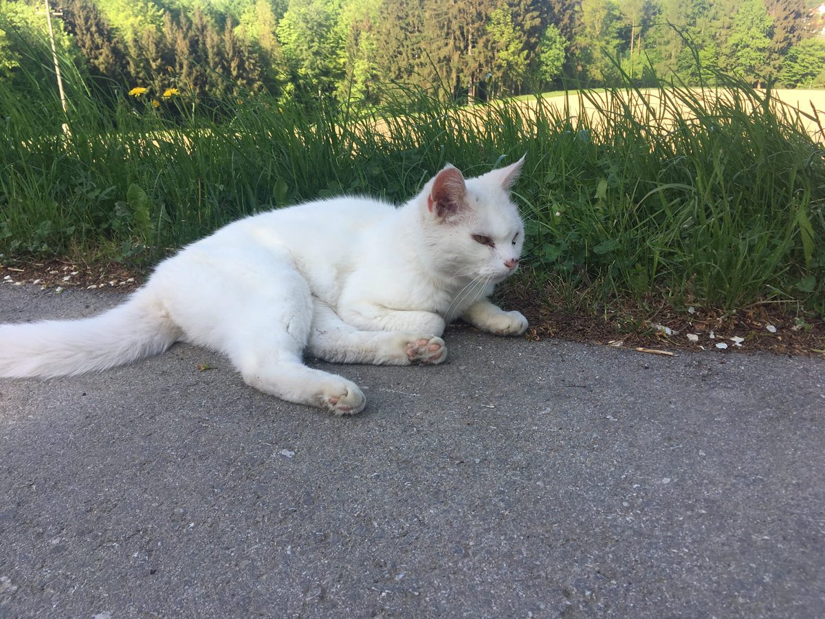 catlovers76's tweet photo. This glorious lady turned 19 Today. https://t.co/jLZgebiIcU