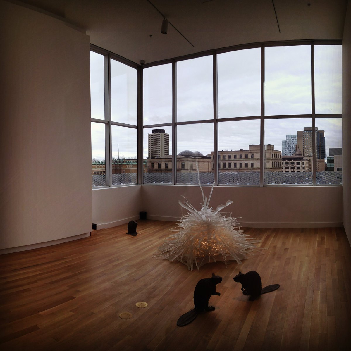 ScoopDavies's tweet photo. Beavers at the @OttawaArtG #typical #beaversofinstagram #ottnews(?) https://t.co/lugI4Hv2uh