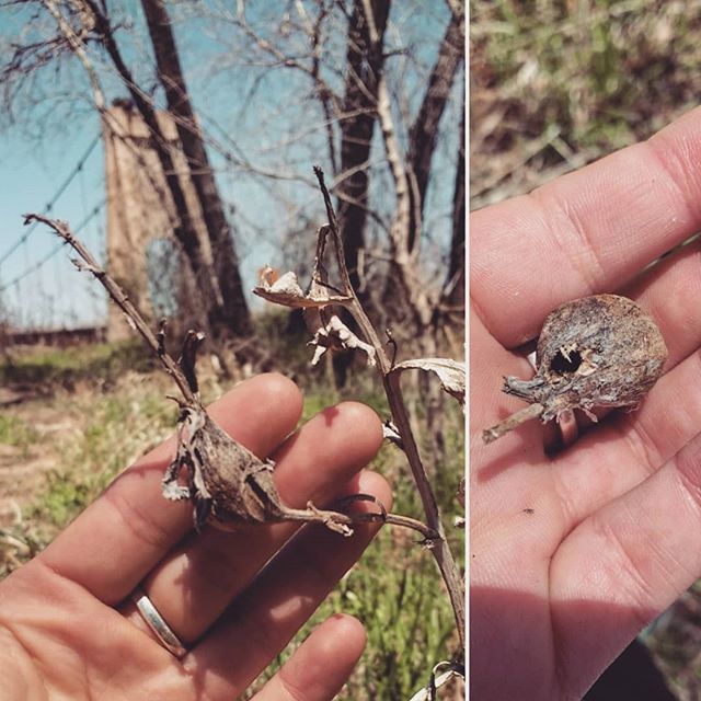 cecidologists's tweet photo. More #galls along the Poudre River Trail. This one seems familiar but I'm not sure what it is.
#coloradolife #trailrunning #bridge #insects #gall #nature #gallsofinstagram https://t.co/s1Ol8qq1L2 https://t.co/rpUlRxASmB