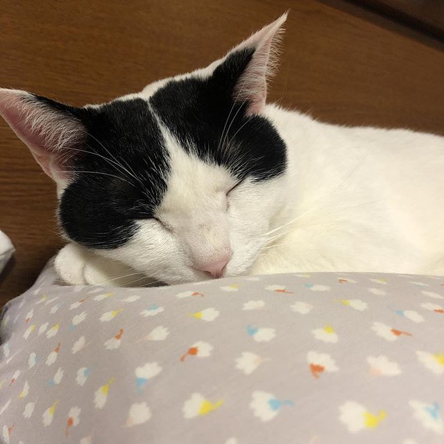 MacPhaeton's tweet photo. いつもより人間が夜更かししてるので、おねーちゃんの枕をベッドにして爆睡中のるーさんなのです https://t.co/pyhubSnYtV https://t.co/c7XLswITvu