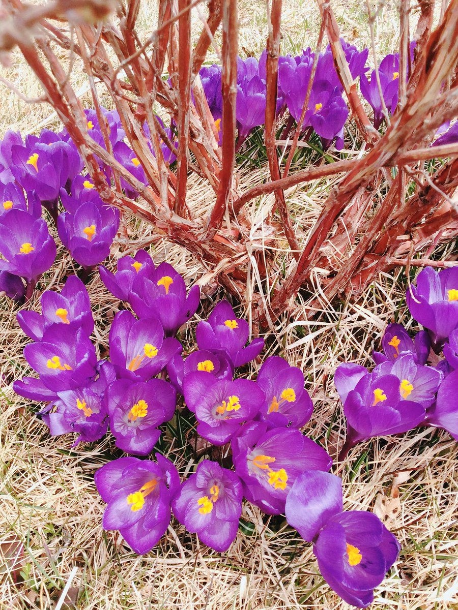 MaynardLara's tweet photo. @Lizzardreads Too rare a nice #Spring Saturday in Newfoundland for being only inside, even with a sore back. So took an #audiobook outside for a spurt of light #gardening/ #readathonworkout. 🐌🌷#WhatHappened by @HillaryClinton c/o @meetlibby. #crocuses #crocus #readathon #spoonie https://t.co/DcGm3ZktB9