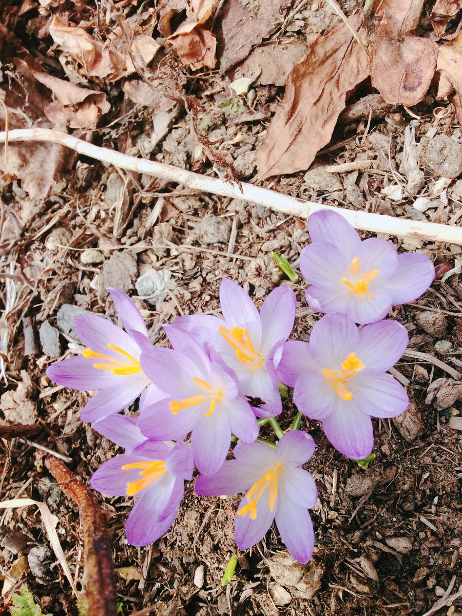 MaynardLara's tweet photo. @Lizzardreads Too rare a nice #Spring Saturday in Newfoundland for being only inside, even with a sore back. So took an #audiobook outside for a spurt of light #gardening/ #readathonworkout. 🐌🌷#WhatHappened by @HillaryClinton c/o @meetlibby. #crocuses #crocus #readathon #spoonie https://t.co/DcGm3ZktB9