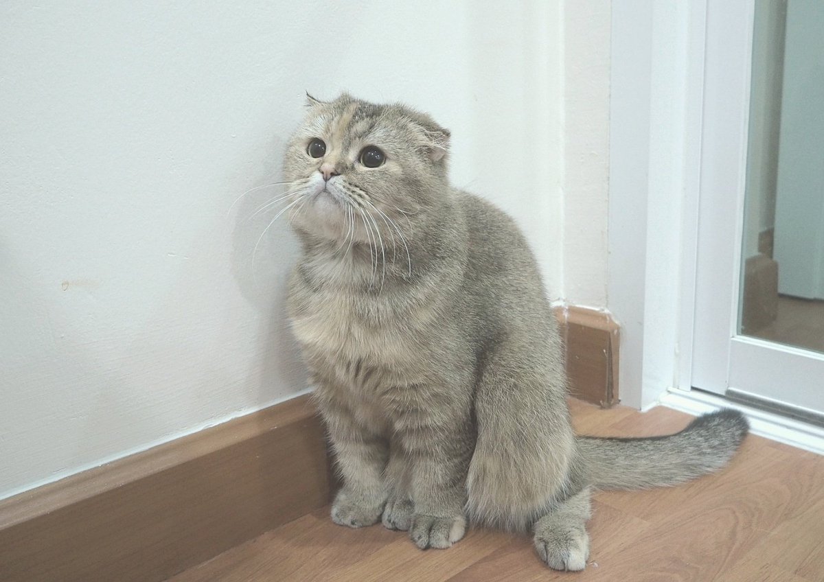 Bonusiie's tweet photo. เป็งแมวอึนๆ https://t.co/1tNOuVQxSm