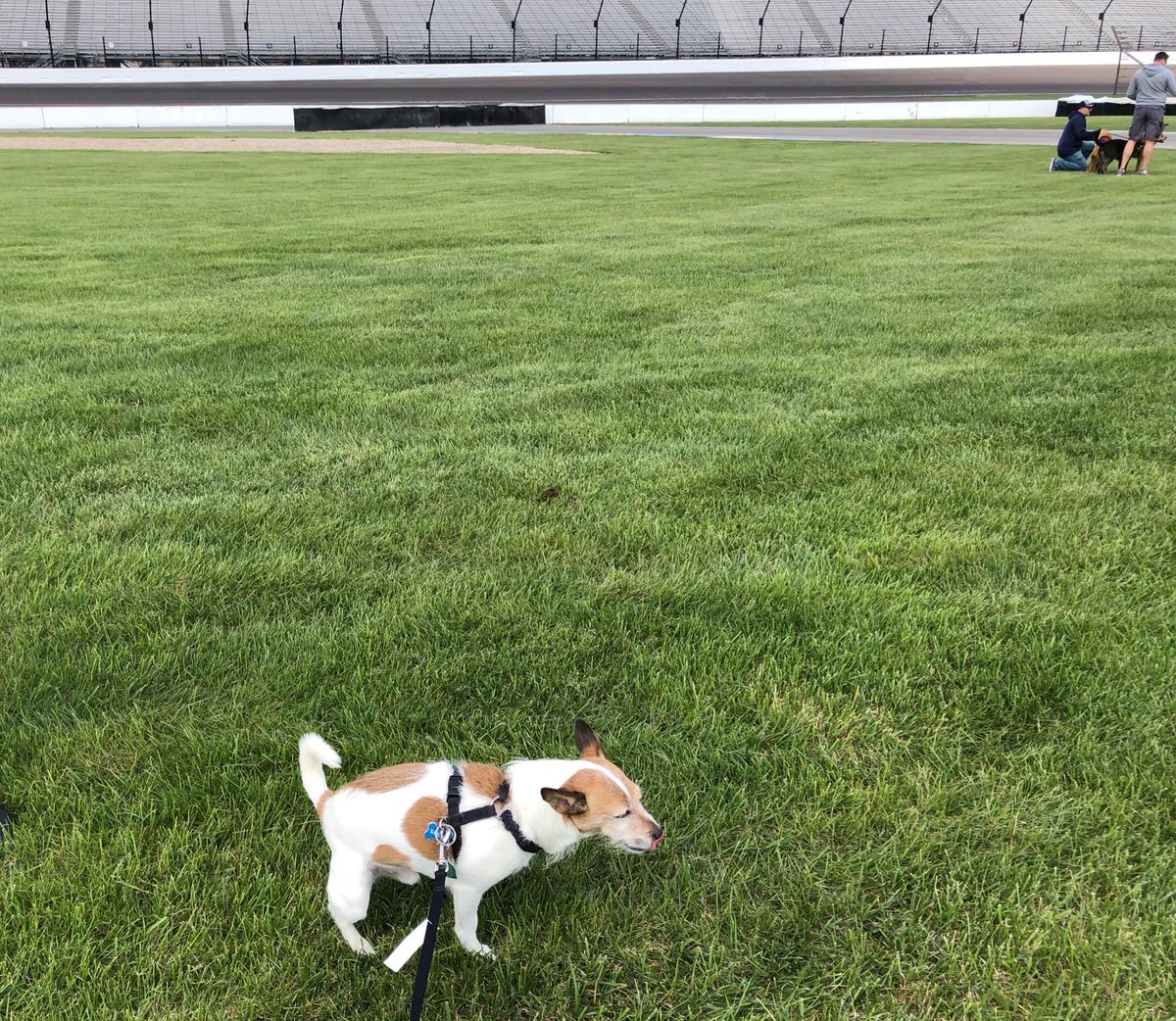 nascarcasm's tweet photo. Lucky in the grass for a pit stop. He adds βHey I either do it here or I do it in the car like @Hinchtown - your choice.β #MuttStrut2018 @ims @muttstrut https://t.co/O5frVVfKvy