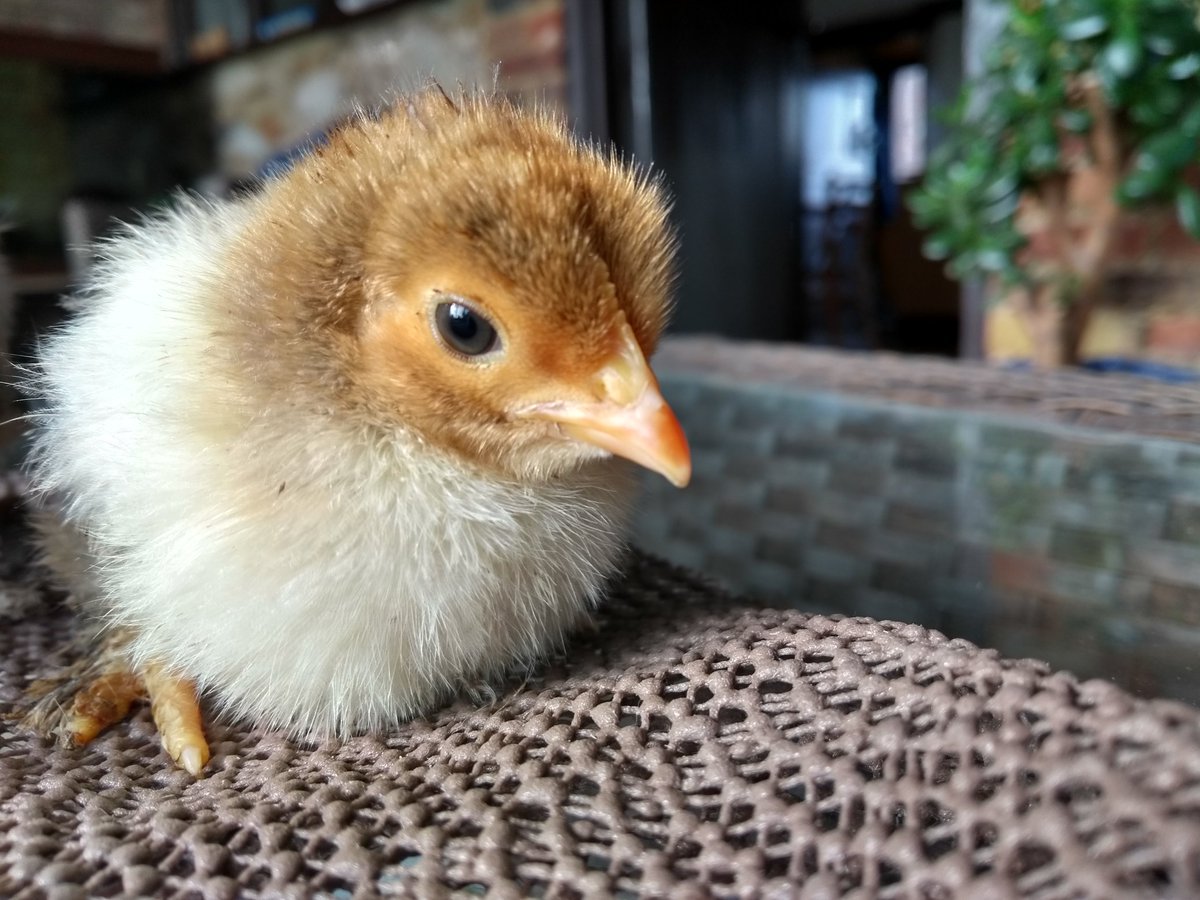 Dmpoultry's tweet photo. First chicks hatched this year are doing really well! Pekins, Wyandottes and a few Salmon Faverolles all a week old! https://t.co/Lcf3fcpWfq