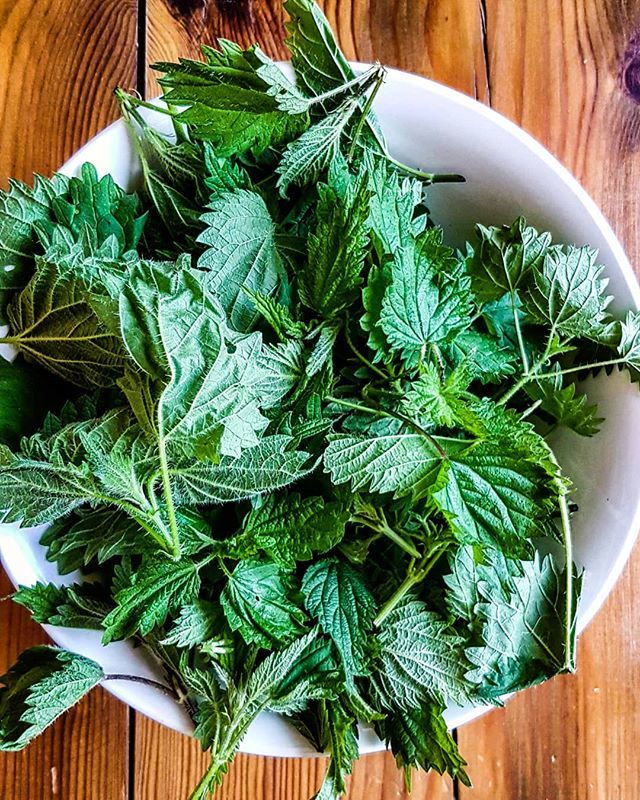 zazivegan's tweet photo. Stinging #nettle 
#smoothie anyone?

______________________
#Herbalists use nettle both as a highly #nourishing food and as #medicine. It’s used for both women’s and men’s reproductive #health, to restore #energy levels, #detoxify the body (by supporting… https://t.co/6iZD1nQd8J https://t.co/2E1BEfCB7j