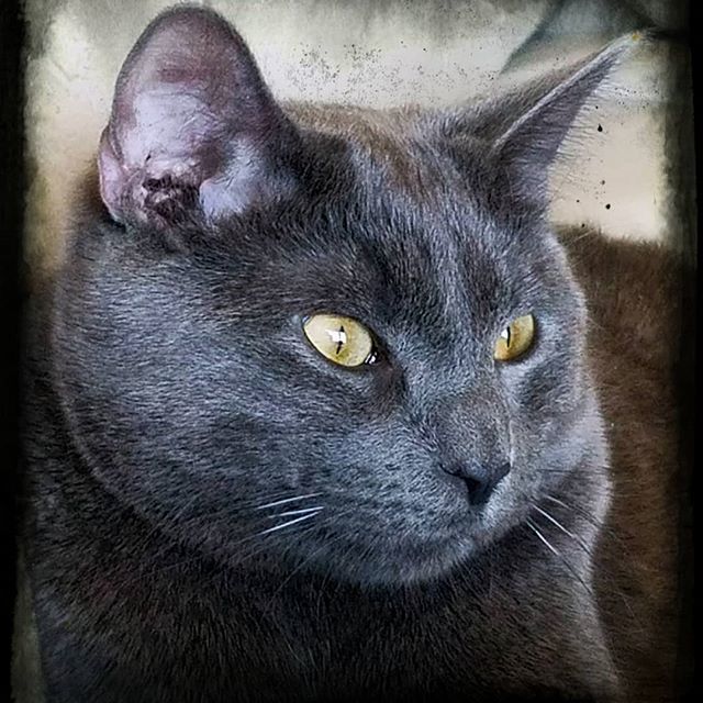 LizzyCiskowski's tweet photo. JRome is such a pretty boy. ๐ค
#crazycat #thuglife #thief
#catoftheday #cat #kitten #like #likecat #rescuecat #rescue #bluecats #kittycat #likecats #cat #cats #kitty #kitten #pet #love #catlover #meowmeow #meow #greycat #caturday #caturdays #bluehair #bluecat #bluecats #caโฆ https://t.co/gDTERquQg4
