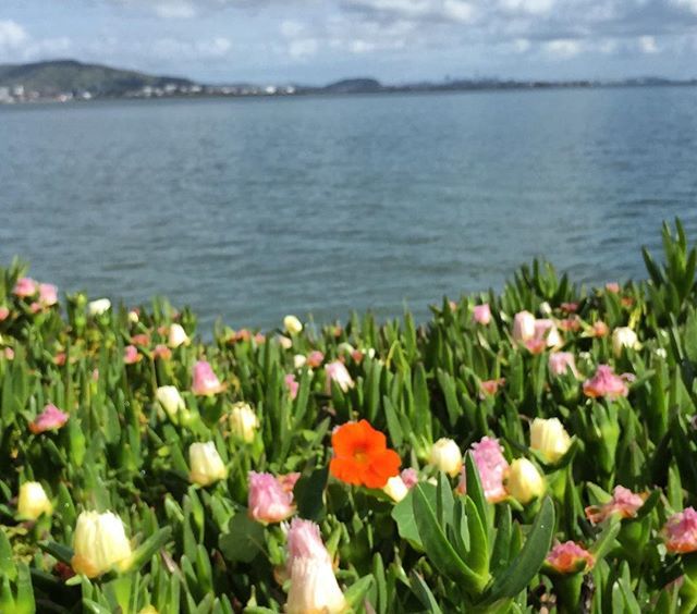 Kris Vera Phillips Kvprun One Of These Flowers Is Not Like The Other Morning Run On Bay Trail In Burlingame Running Flowers