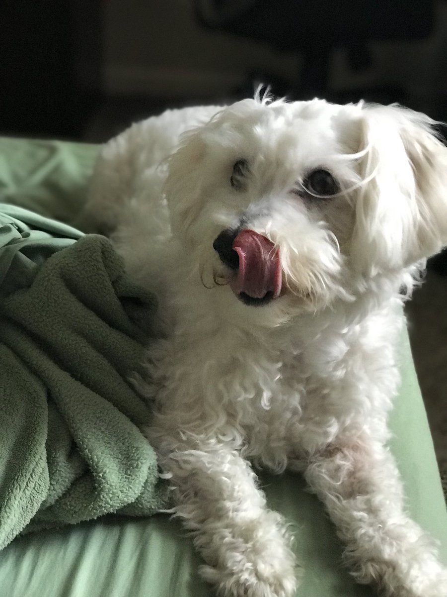 portraitmodepet's tweet photo. When your mom brings home fries #portraitmodepet pc: @sarahmannxo https://t.co/gYwllz393F