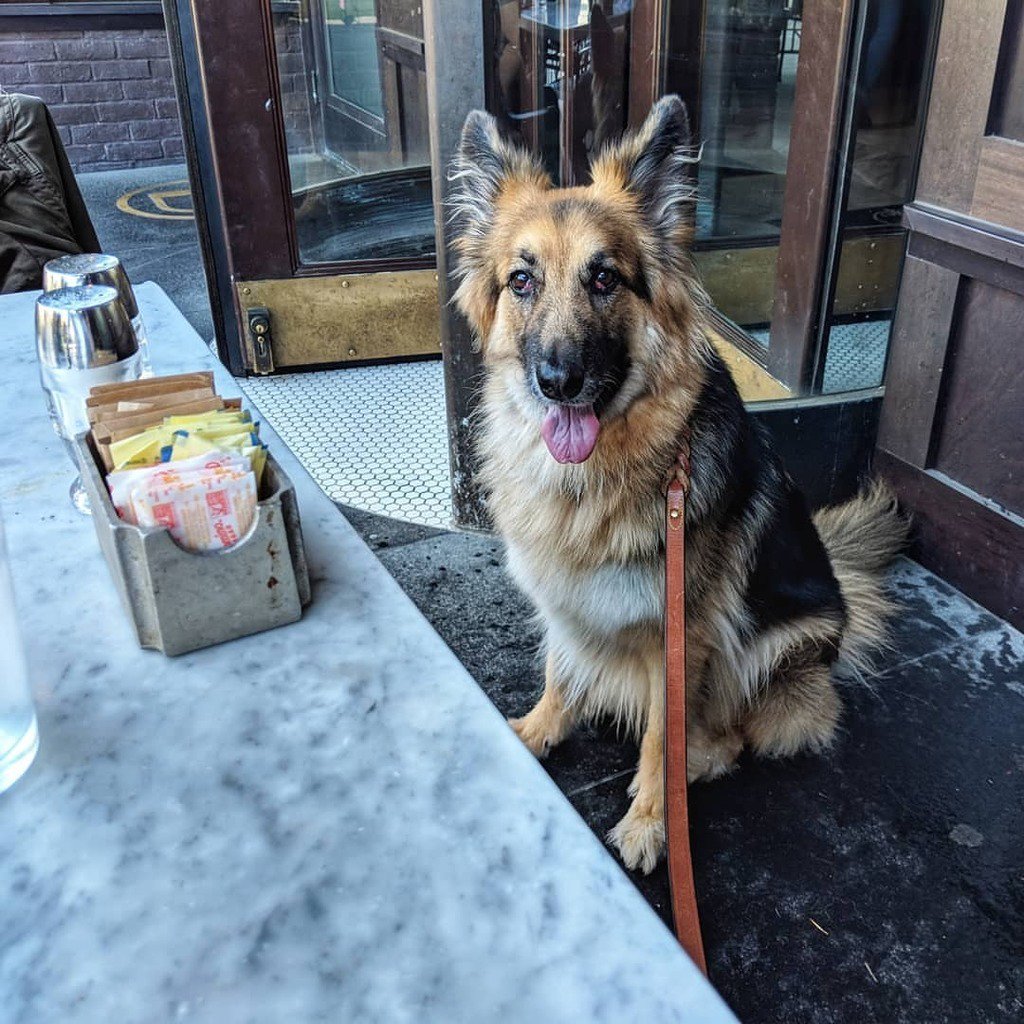 jram930's tweet photo. Callie’s a city dog now. (at Ted’s Bulletin) https://t.co/DCvvQqknPl
