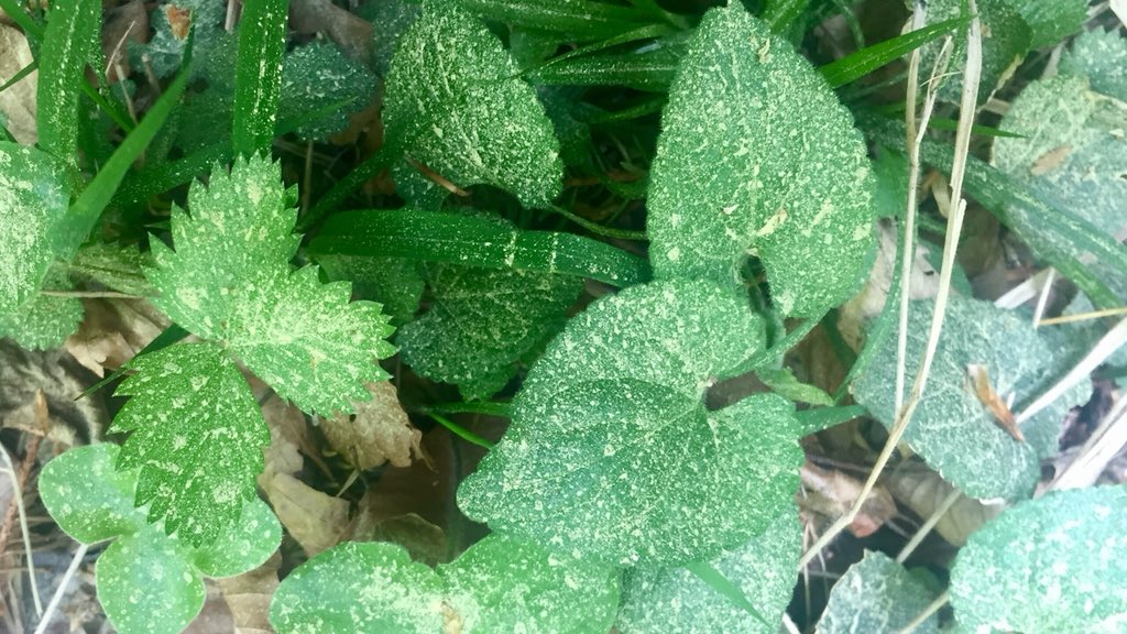 Feldbotanik's tweet image. The whole landscape is covered with #spruce #pollen!
Well, #windpollination is not very efficient...
#Picea abies