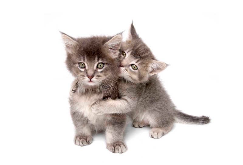 MessagePanda's tweet image. "My heart to you is given:
Oh, do give yours to me;
We'll lock them up together
And throw away to key"