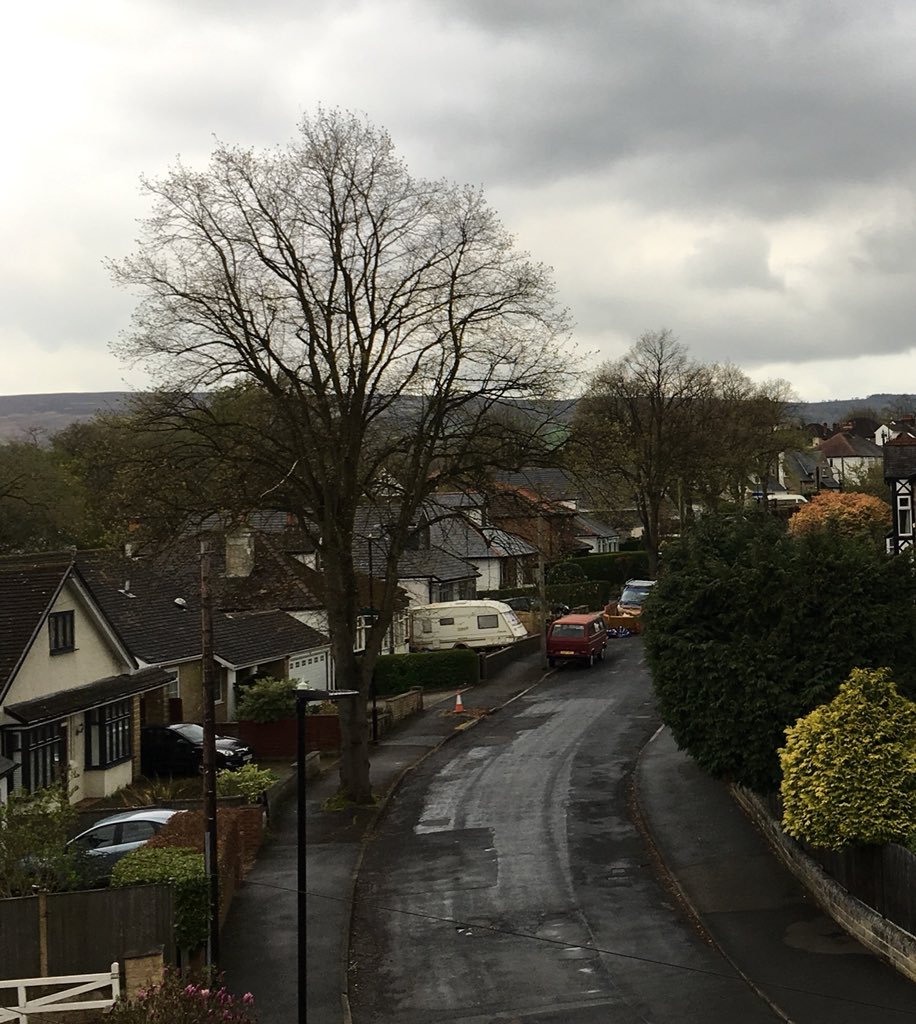 DuchessLime's tweet photo. My dearest friends the Duke, Dorothy, lucky Larry, Leo, Laurence &amp; Luke are all starting to green up...think they are going to beat Vernon Oak into leaf 🍃 #SaveSheffTrees https://t.co/znLuJA2UWK