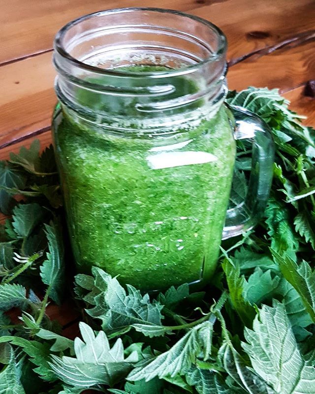zazivegan's tweet photo. #nettlesmoothie #greensmoothie #vegan #plantpowered #greenvibes
#Feeling run down? …fatigued? …or otherwise dragging yourself through your #day? #Nettle #leaf can support healthy #energy levels. It may do this through a variety of actions, but at lea… https://t.co/pLOW0Dv5HG https://t.co/F51vc10oLu