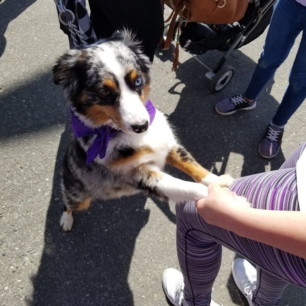loebsackbrownle's tweet photo. Even pooches can support .@Safe_Alliance. Cooper is rocking his #PurpleOut gear, too! #DogsAgainstDV https://t.co/Dy4GgSSD02