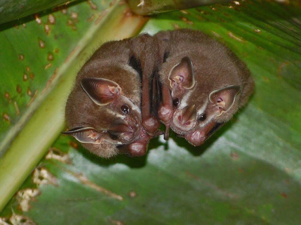 GhouliaChilds's tweet photo. Happy #Baturday! 🦇 (*Neotropical Fruit Bats) https://t.co/0cc3r84i4n