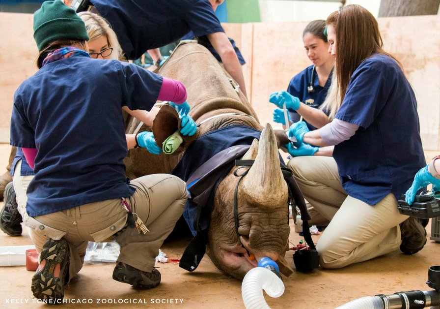 Layla, a 2,300-pound black rhinoceros, was too large to move inside the @Brookfield_Zoo’s animal hospital, so staff brought a portable, battery-powered 32-slice CT scanner to her. czs.org/LaylaRhino