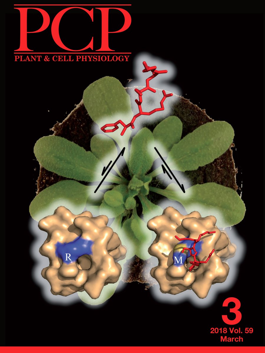 NDissmeyer's tweet photo. missed this front cover before: #ClpS family #Nrecognin|s identify #degradation substrates via bacterial #nendrule by @GermanRosano @EduACeccarelli @LabCeccarelli in @PCP_EIC https://t.co/UeD5RIhJe1