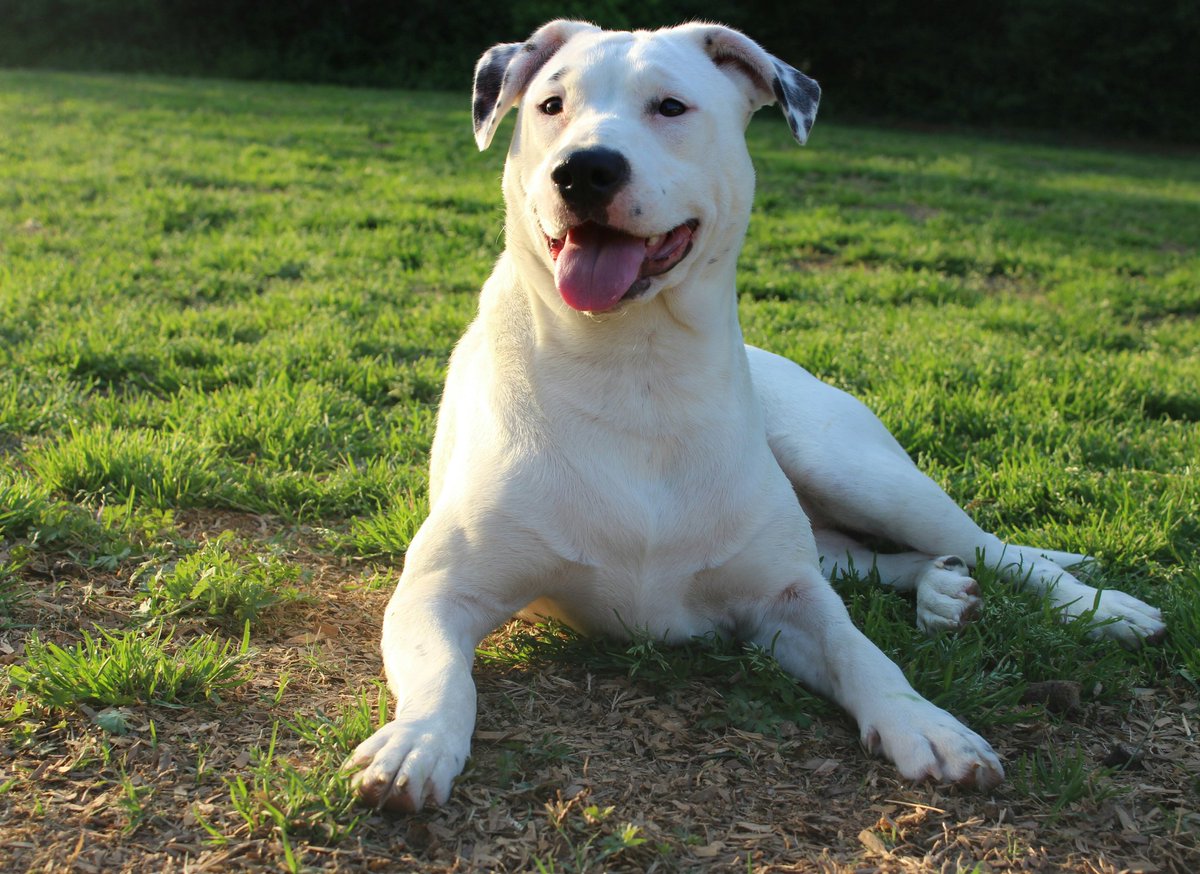 Hollywood19Miss's tweet image. Everyone please continue to vote for Skeigh. Just click on the link and hit the vote button.moderndogmagazine.com/photocontest/e… It's free and easy. Help her win dog of the week and a chance to be on the cover of Modern Dog magazine. Please share with your family &amp;amp; friends. 🐾❤