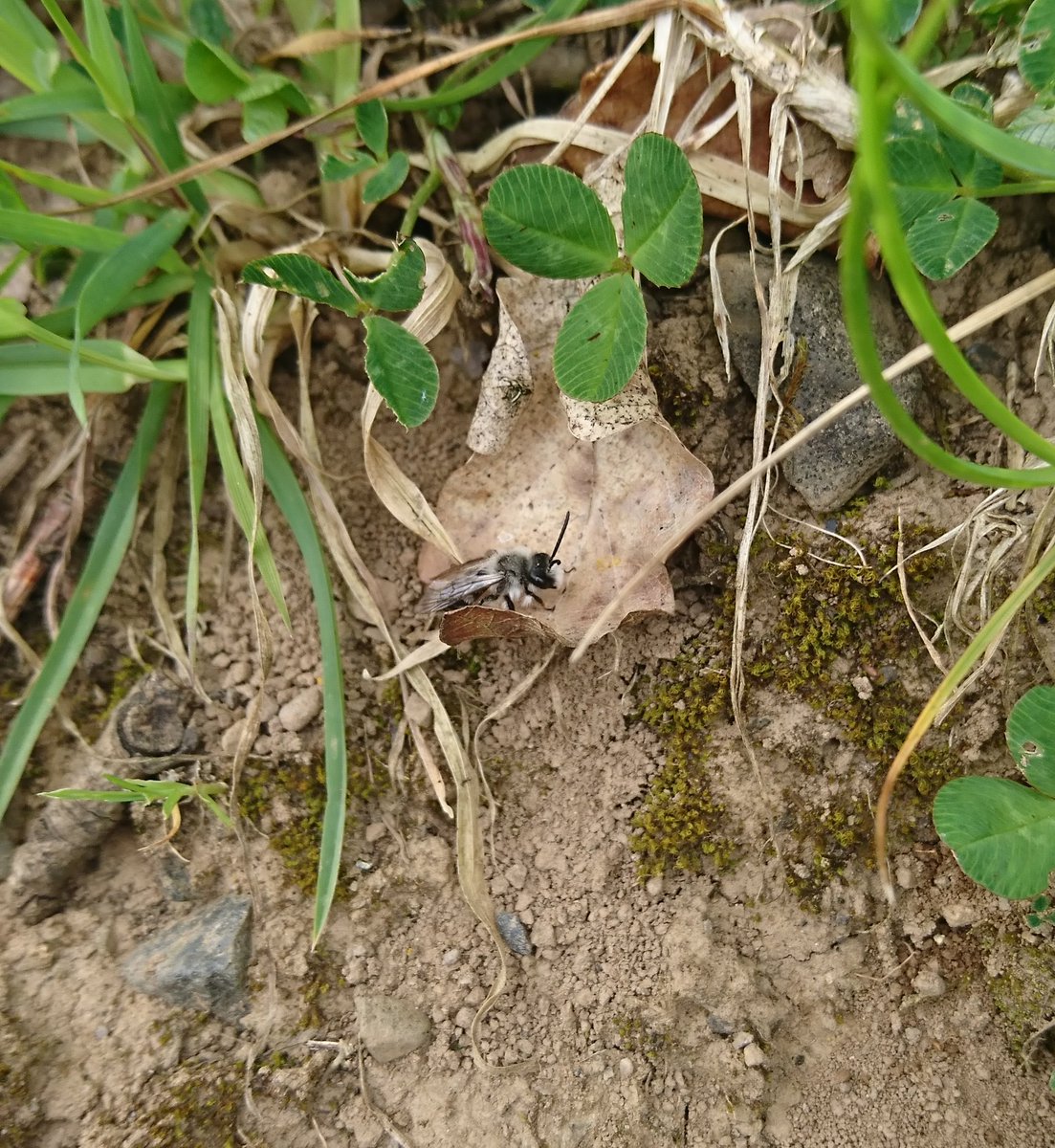 BOMaoileoin's tweet photo. Super day out in Dalgan today for the @BioDataCentre's #Bumblebee #MonitoringScheme workshop. B. terrestris, B. lucorum agg, B. pratorum, B. lapidarius, B. pascuorum and Andrena species all in the air. The big search is on for nesting sites! #Meath #Bees #Bombus #Andrena https://t.co/UX6PKgdO00