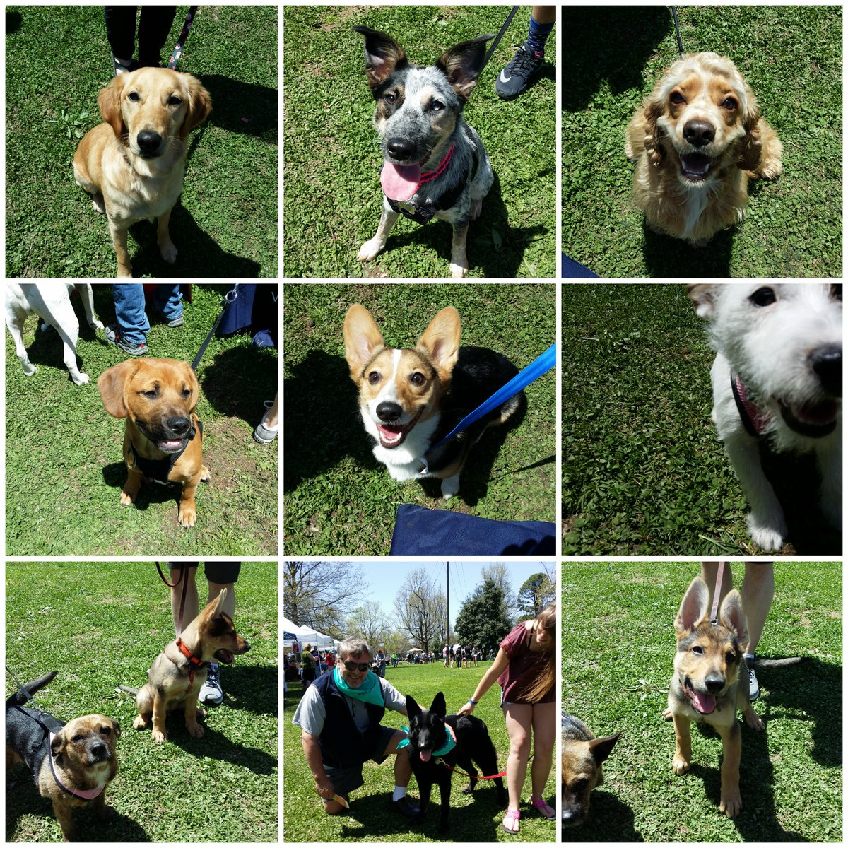 Marketing at Bark in the Park today! 😍 #inspiredbypets <a href="/RaySims571/">rsims</a> <a href="/JschroederJamie/">Jamie Schroeder</a>