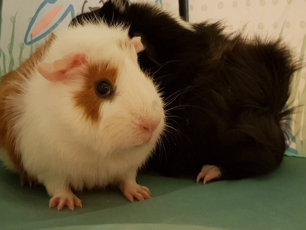 Gizmo and jet #babyguineapigs #guineapigs #absynnians