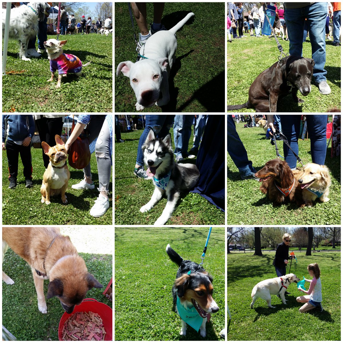 Marketing at Bark in the Park today! 😍 #inspiredbypets <a href="/RaySims571/">rsims</a> <a href="/JschroederJamie/">Jamie Schroeder</a>