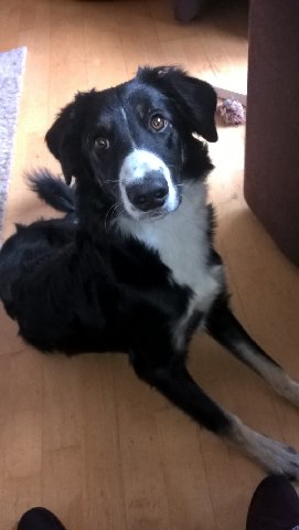 Alerte Animaux Perdu A Twitter Perdu Chien Noirblanc